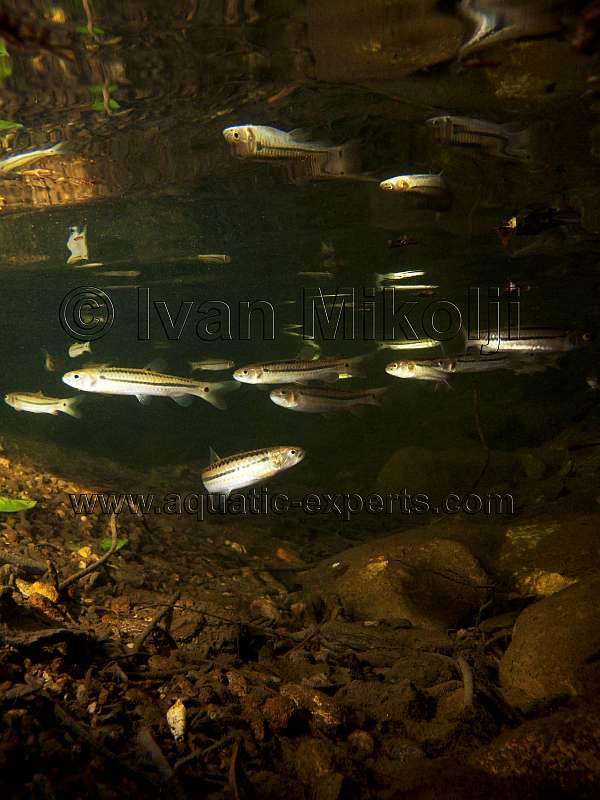CARPA CRIOLLA